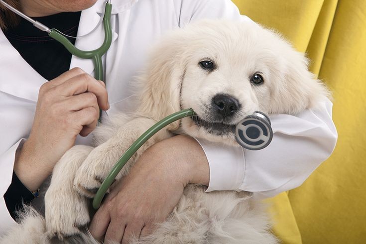 مراقبت پزشکی از حیوانات خانگی و جلوگیری از ریزش مو حیوانات خانگی