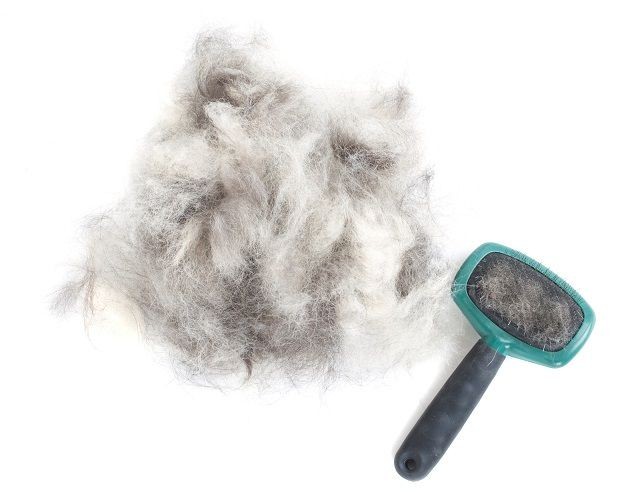 ریزش مو سگ و مو گربه جلوگیری از ریزش مو حیوانات خانگی